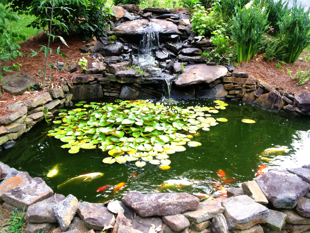 Goldfish breeding hand