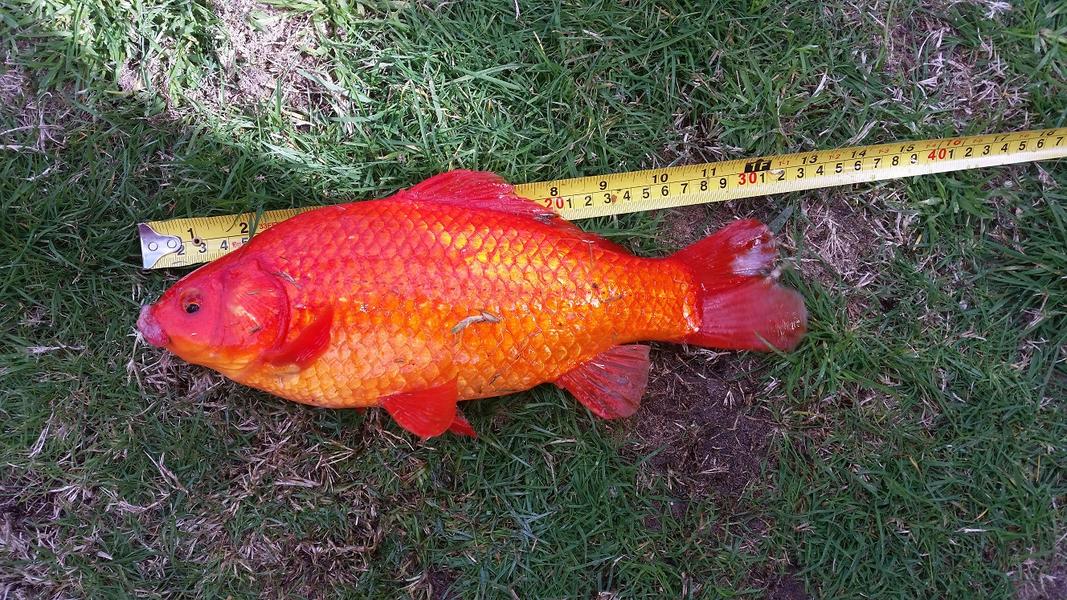 Carp goldfish giant fishwrecked bait those come things good who