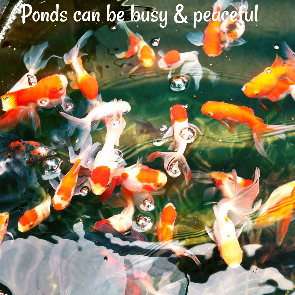 Goldfish ponds feeder aquarium spruce comet