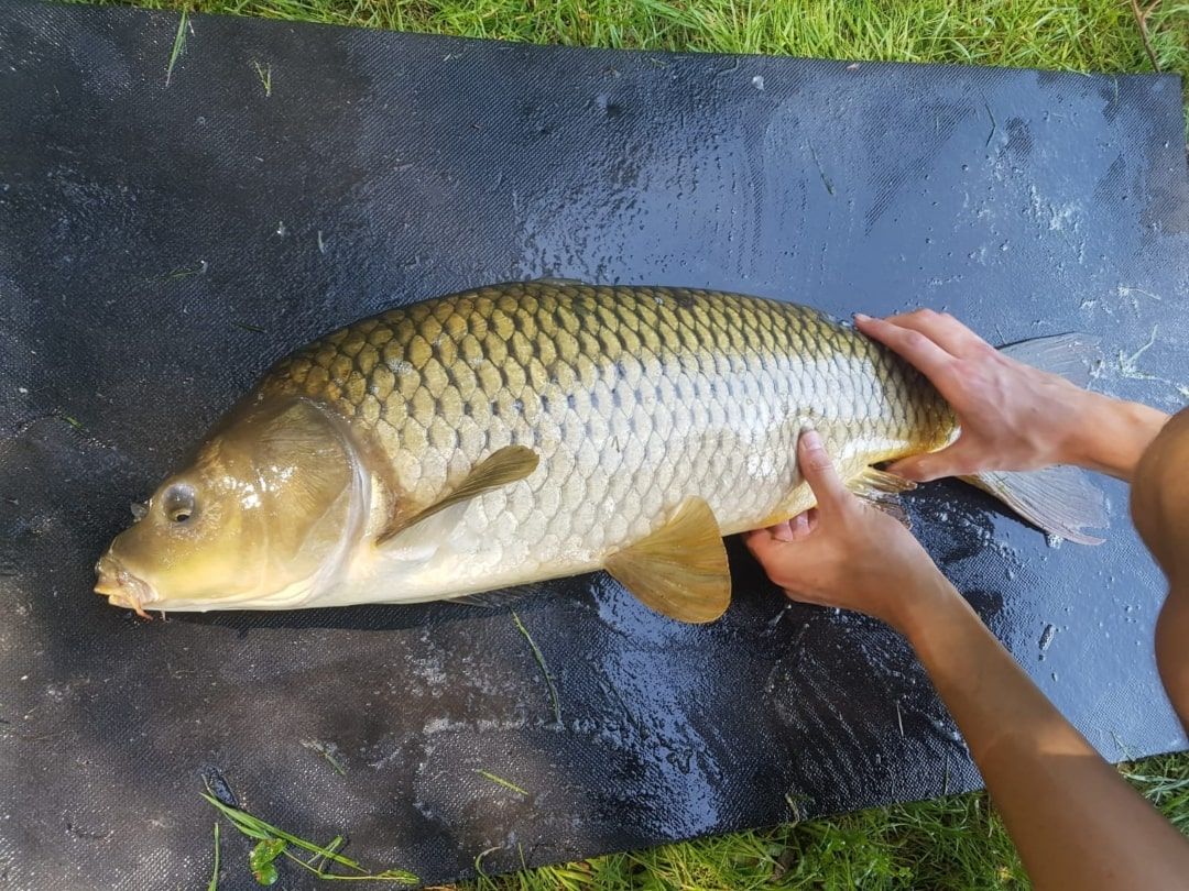 Carp catch