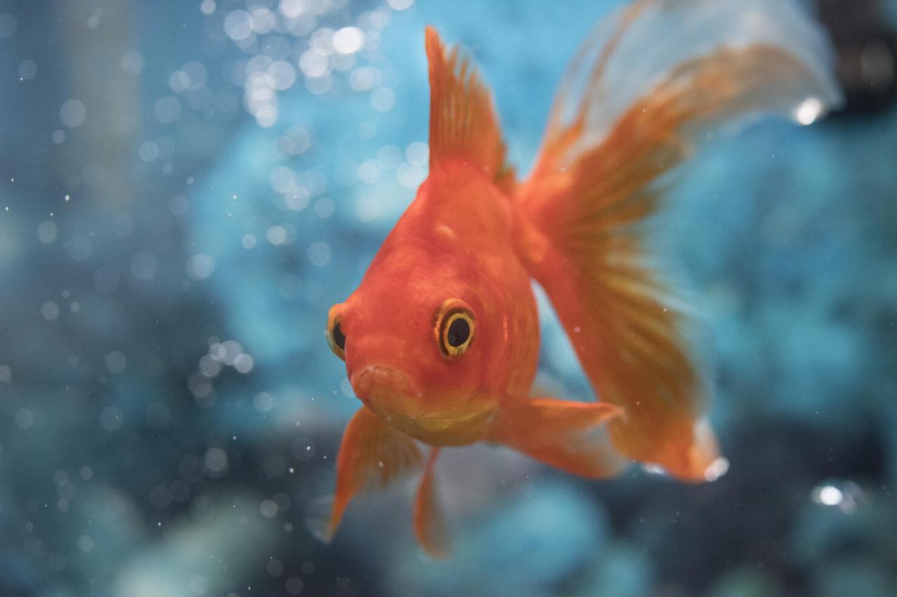 Giant goldfish discovery sparks newshub flush warning not