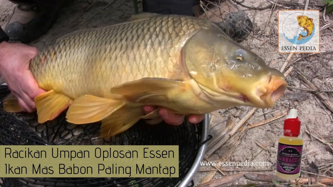 Ikan ampuh mancing