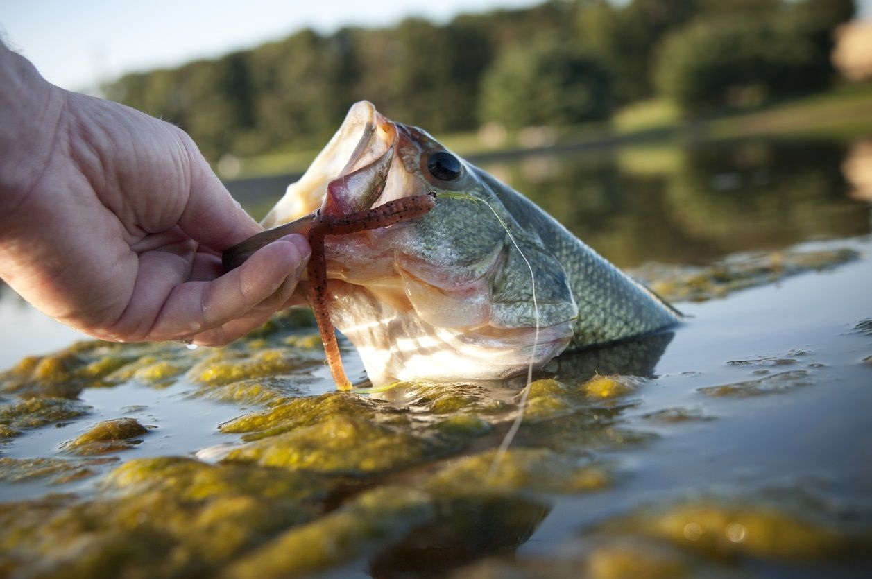 Bait fishing bass minnows crayfish used baitfish captured eat they love 2011