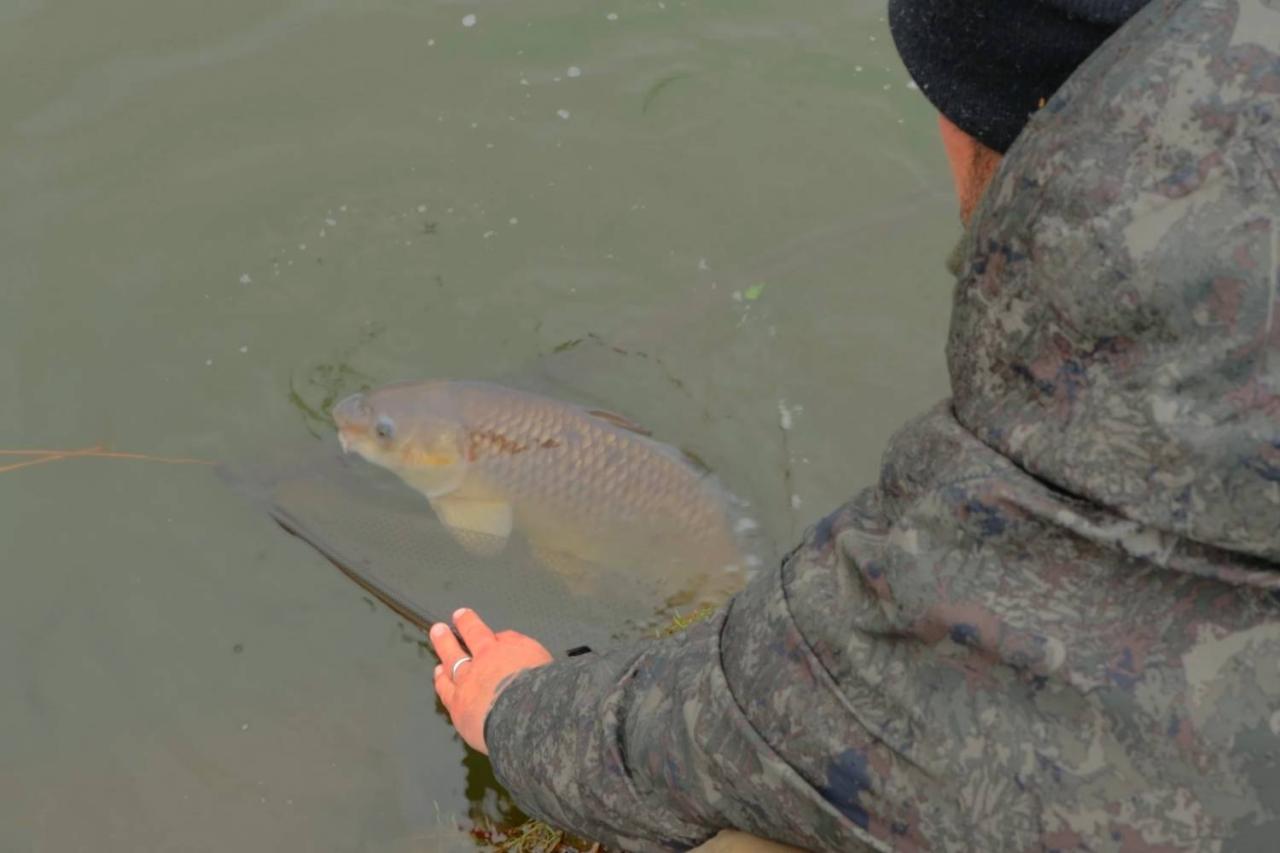 Carp fishing fly colorado reports read story water