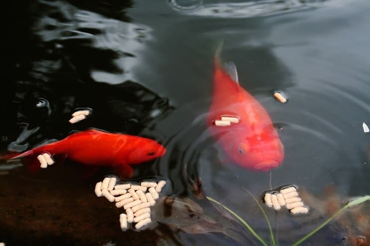 Goldfish feeding