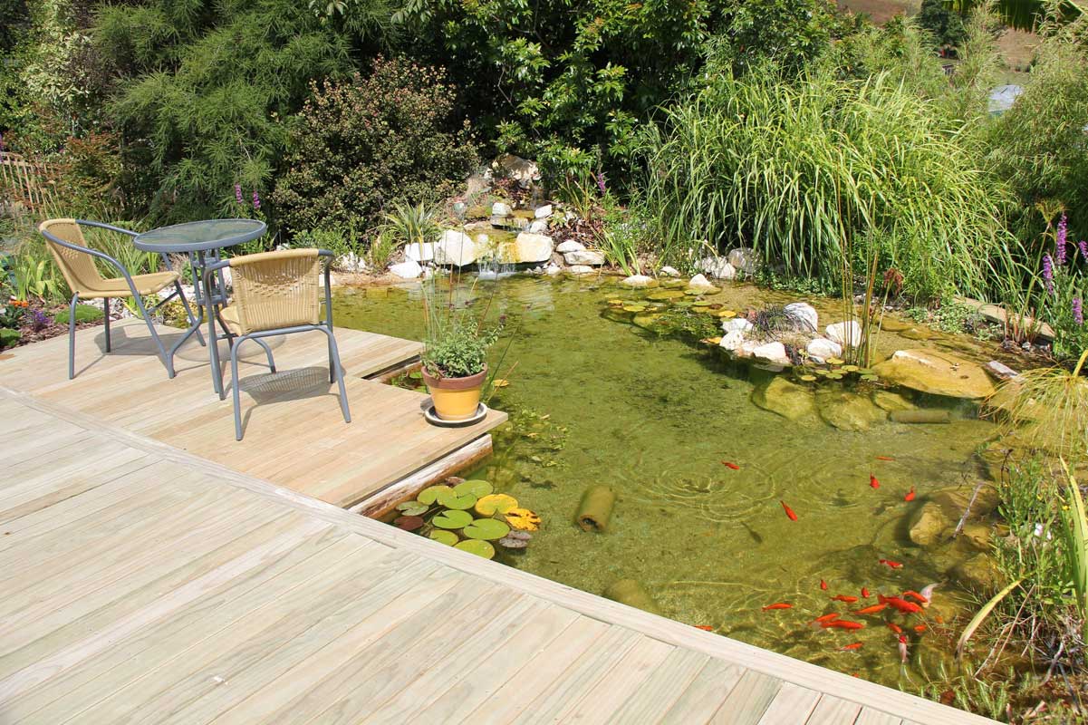 Goldfish ponds aquatic