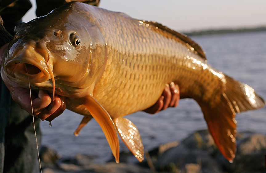 Bait fishing carp sweetcorn