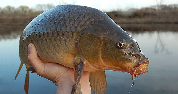 Keunggulan Menggunakan Essen Ikan Mas Terbaik di Kolam Galatama