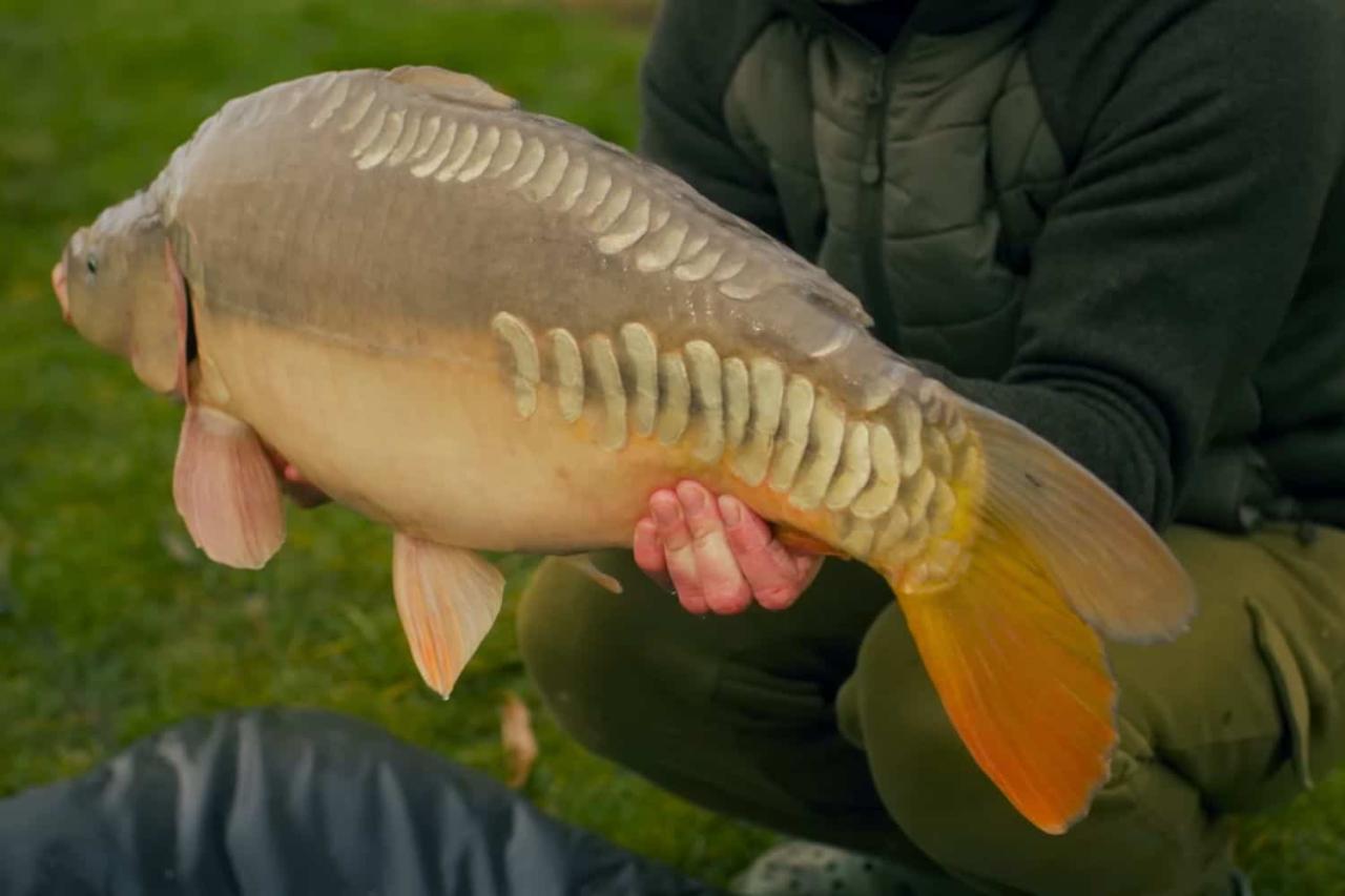 Carpy carp fish time questions