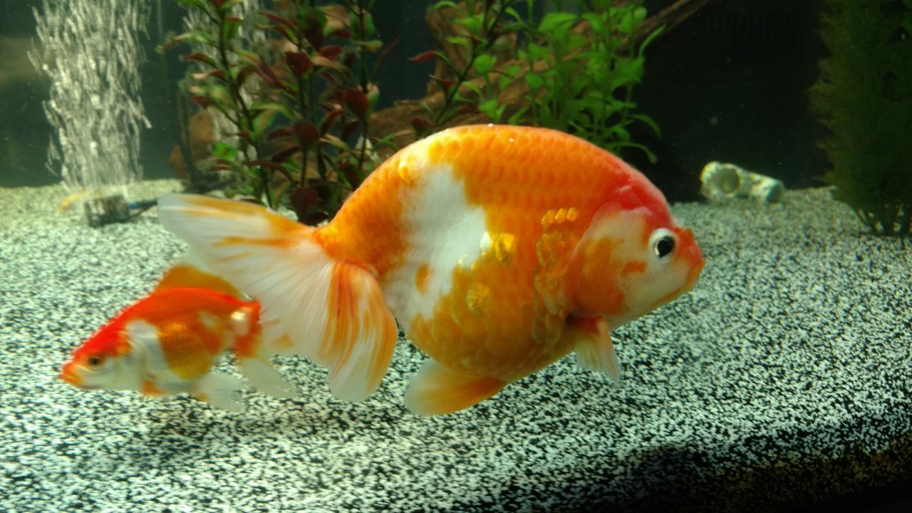 Goldfish tankmates