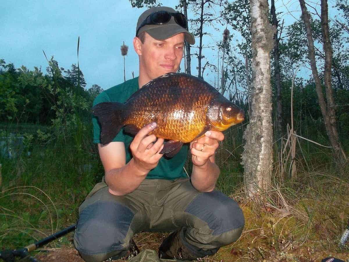 Crucian carp strikeandcatch