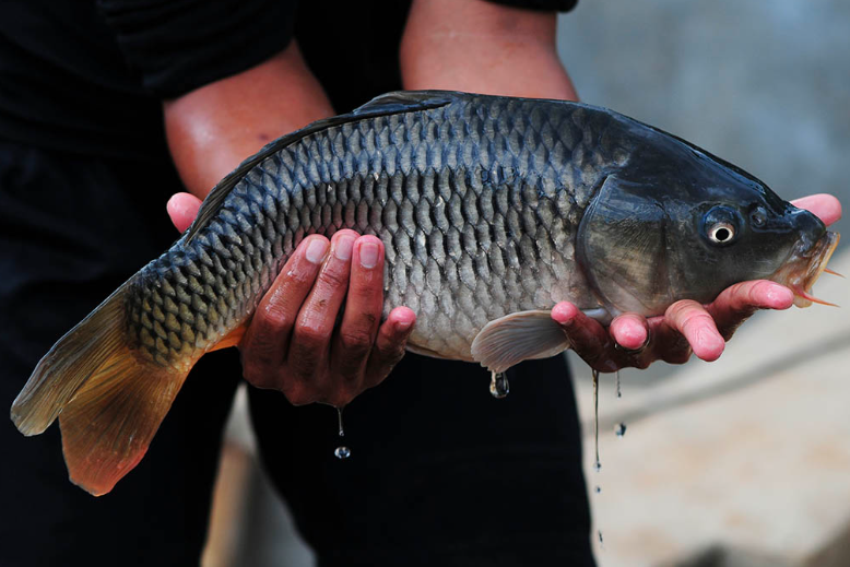 Umpan ikan indukan disukai