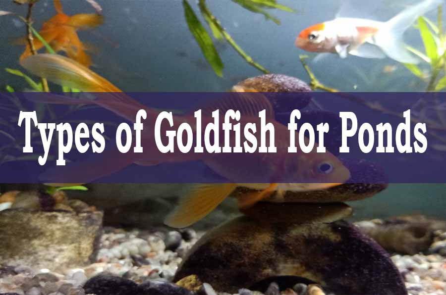 Goldfish pond