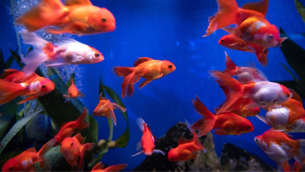 Goldfish types species fish pond guide fantail choose board eye koi bubble