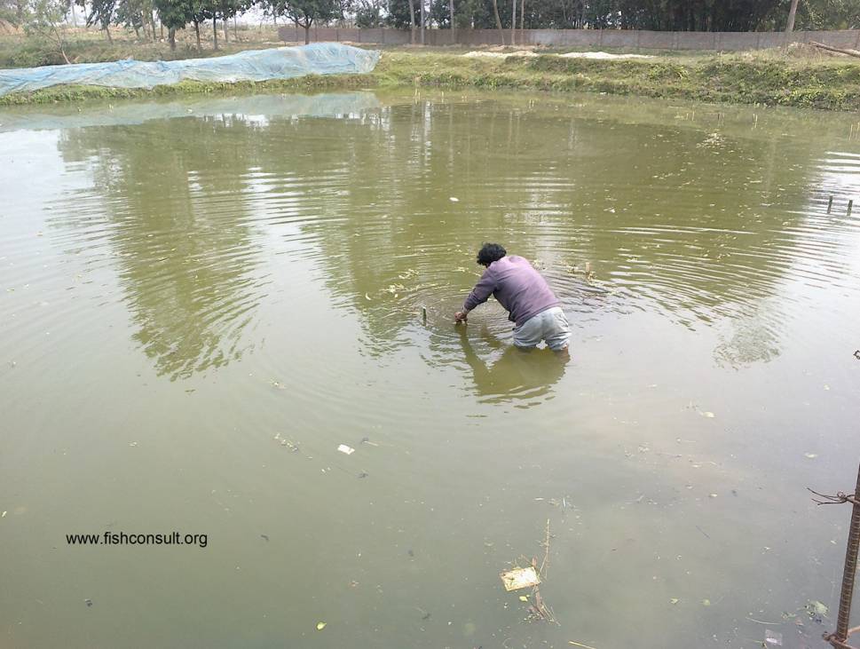 Carp pond common use spawning nepal