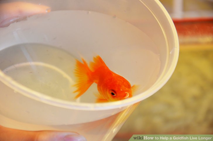 Goldfish happy keep healthy wikihow