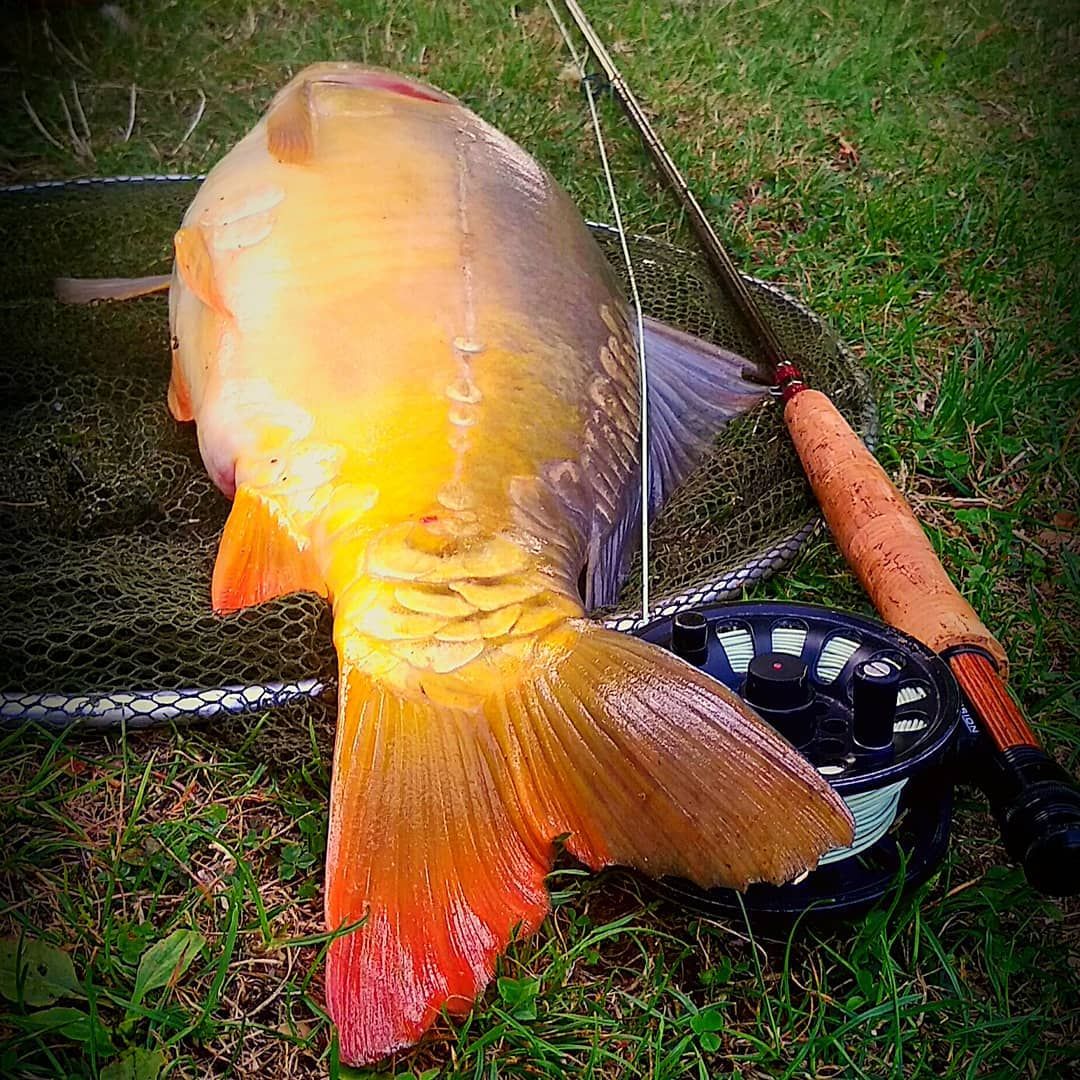 Carp fishing fly sunset tricks tips czechnymph accompanied humpbacked native colored evening return ready pretty water his just