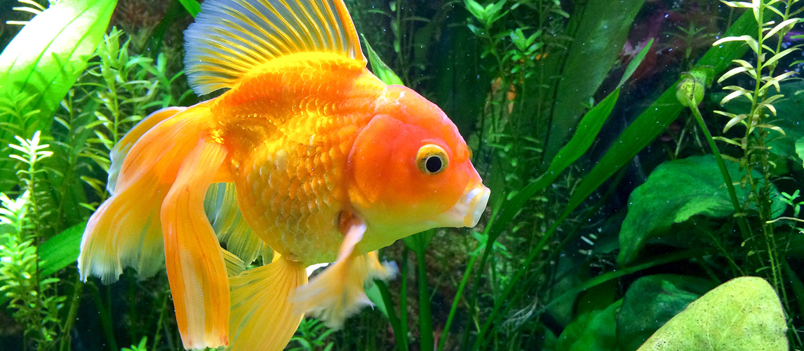 Goldfish feeding