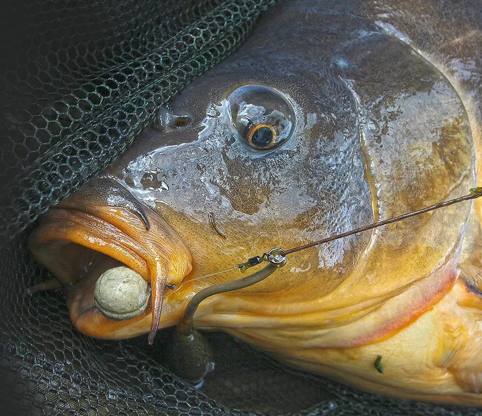 Panduan Essen Ikan Mas Terbaik untuk Mancing di Kolam Air Tenang