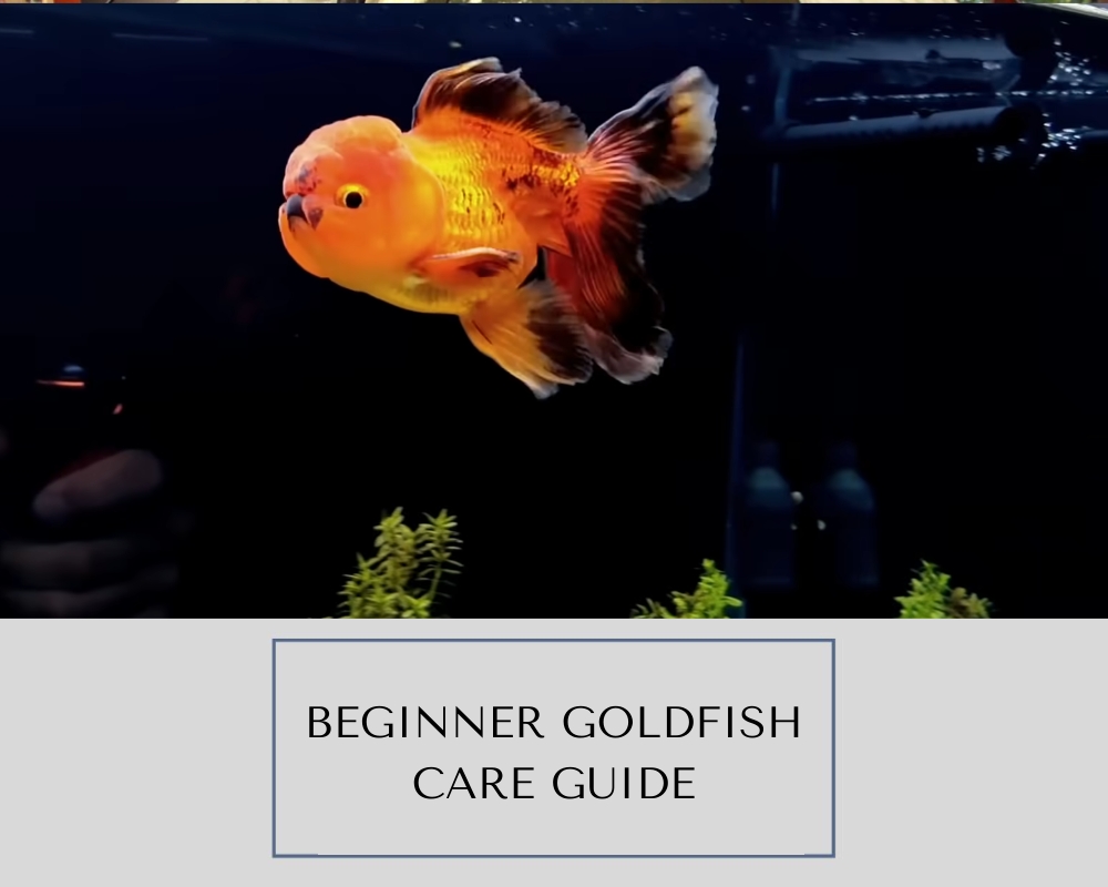 Goldfish beginner