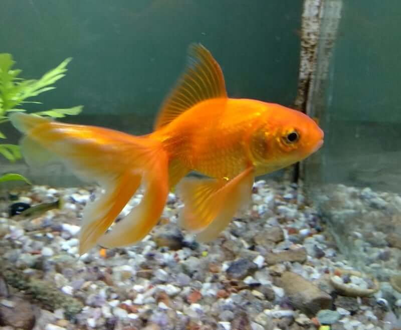 Goldfish name fantail list their types obvious tail gives shape away but