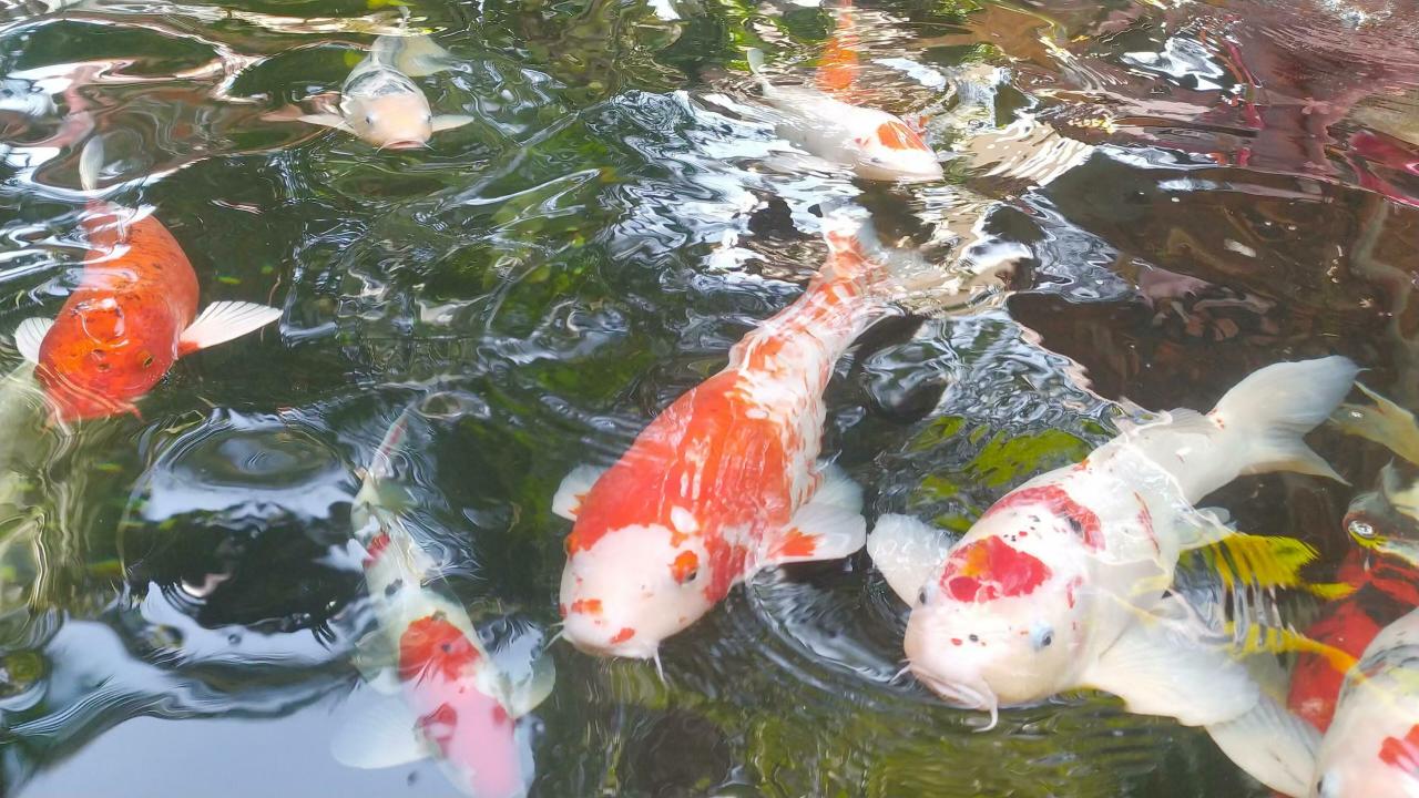 Keunggulan Essen Ikan Mas Terbaik untuk Mancing di Kolam Air Jernih