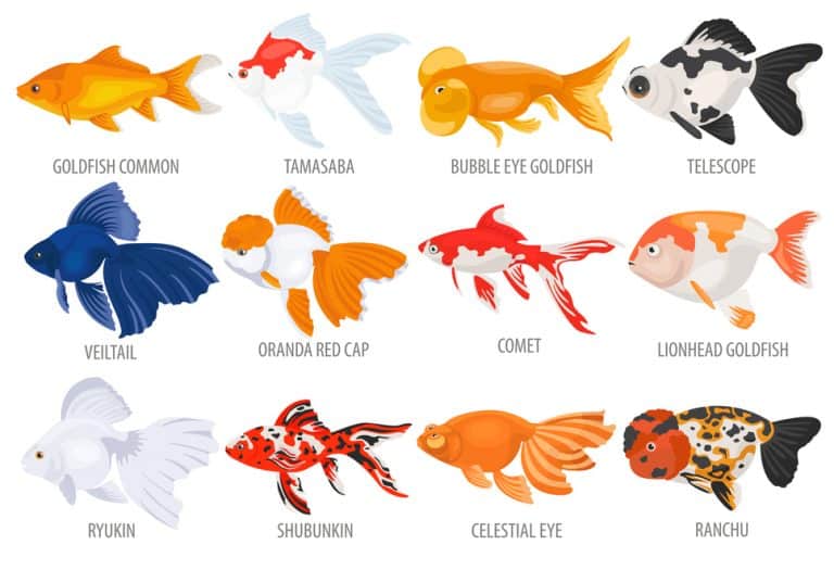 Goldfish types varieties fish thousands