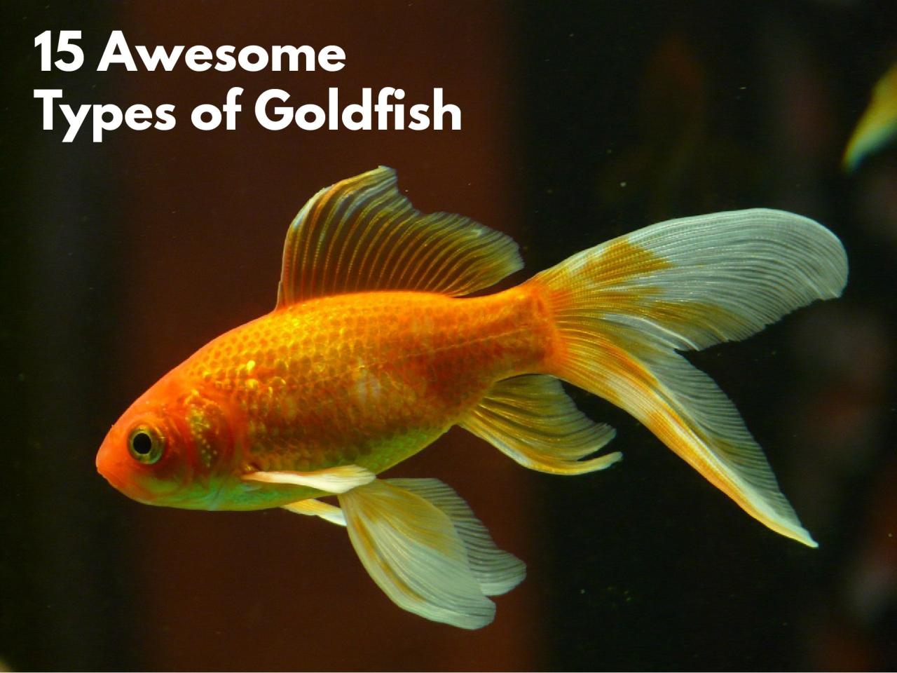 Goldfish arten soorten goudvissen awesome goldfisch geweldige gids buildyouraquarium