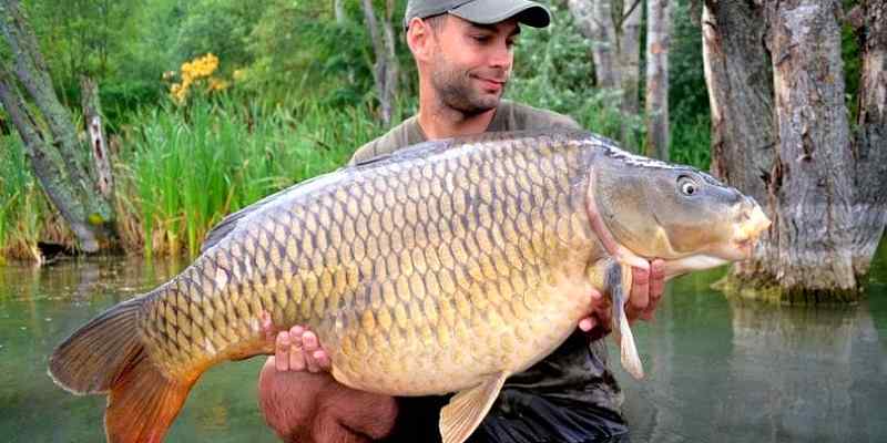 Carp catch fish fishing tips common