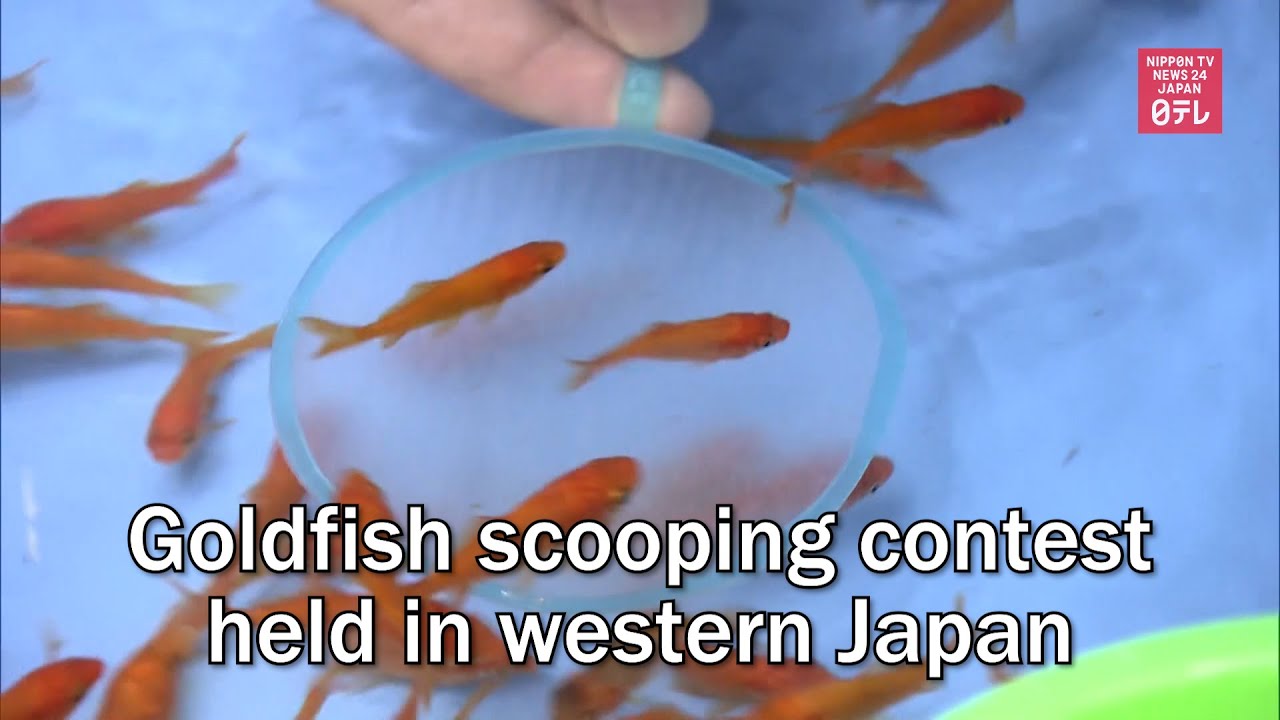 Goldfish fish fattest compete longest meanwhile fuzhou featuredcreature oranda hailed fishy marks