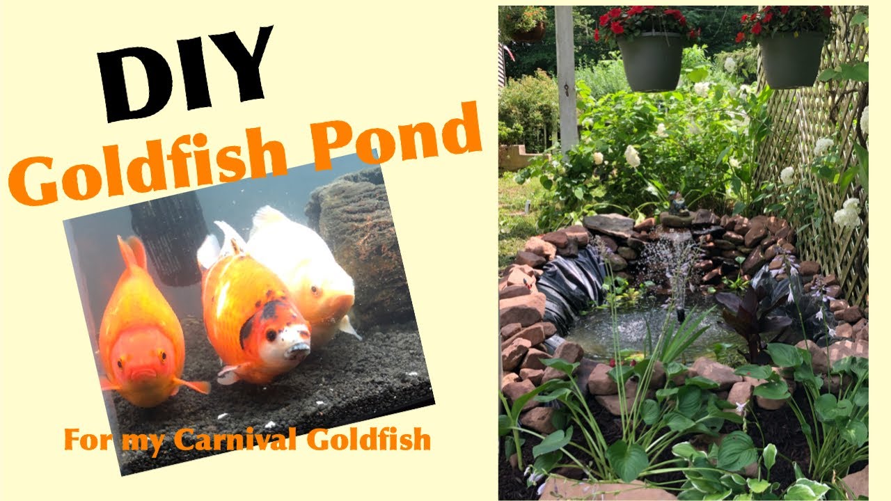 Goldfish keeping fancy ponds aquariadise