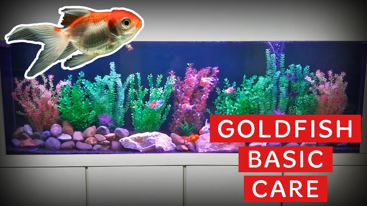 Goldfish beginner