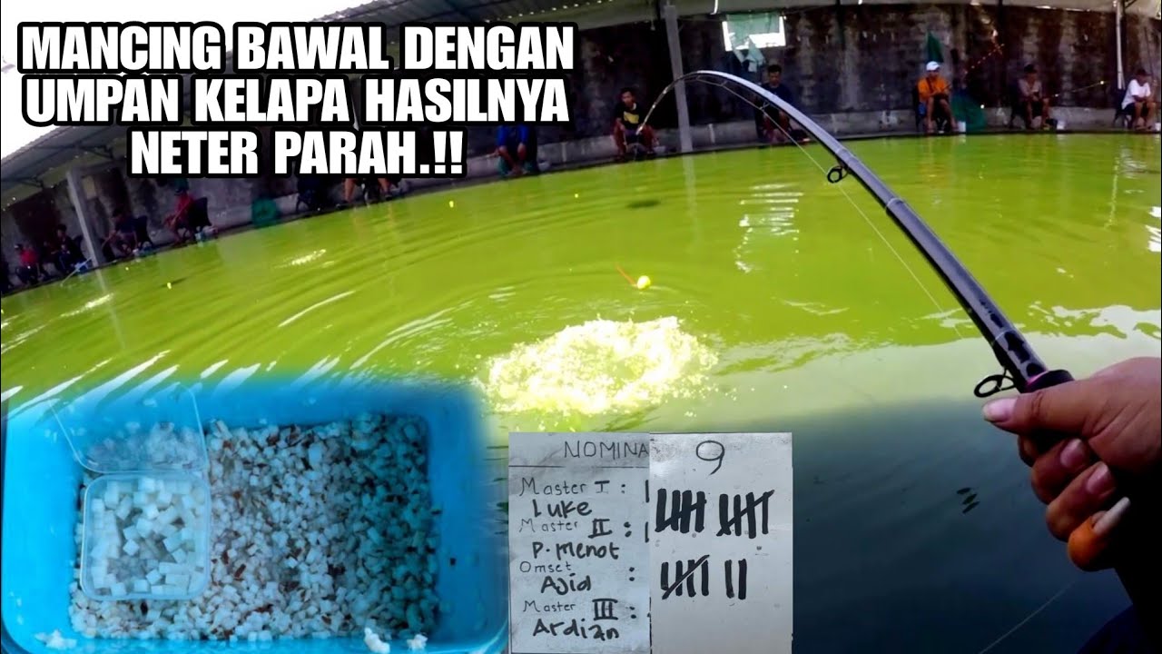 Cara Memaksimalkan Penggunaan Essen Ikan Mas Terbaik di Kolam Galatama