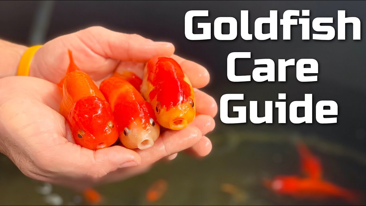 Goldfish