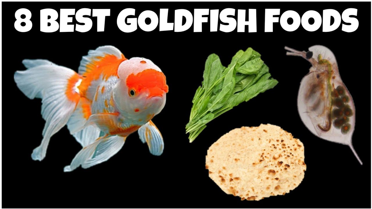 Goldfish food