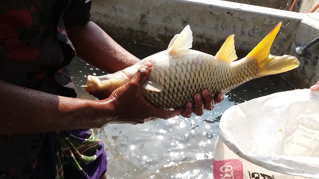 Panduan Memilih Essen Ikan Mas Terbaik untuk Ikan Mas Babon