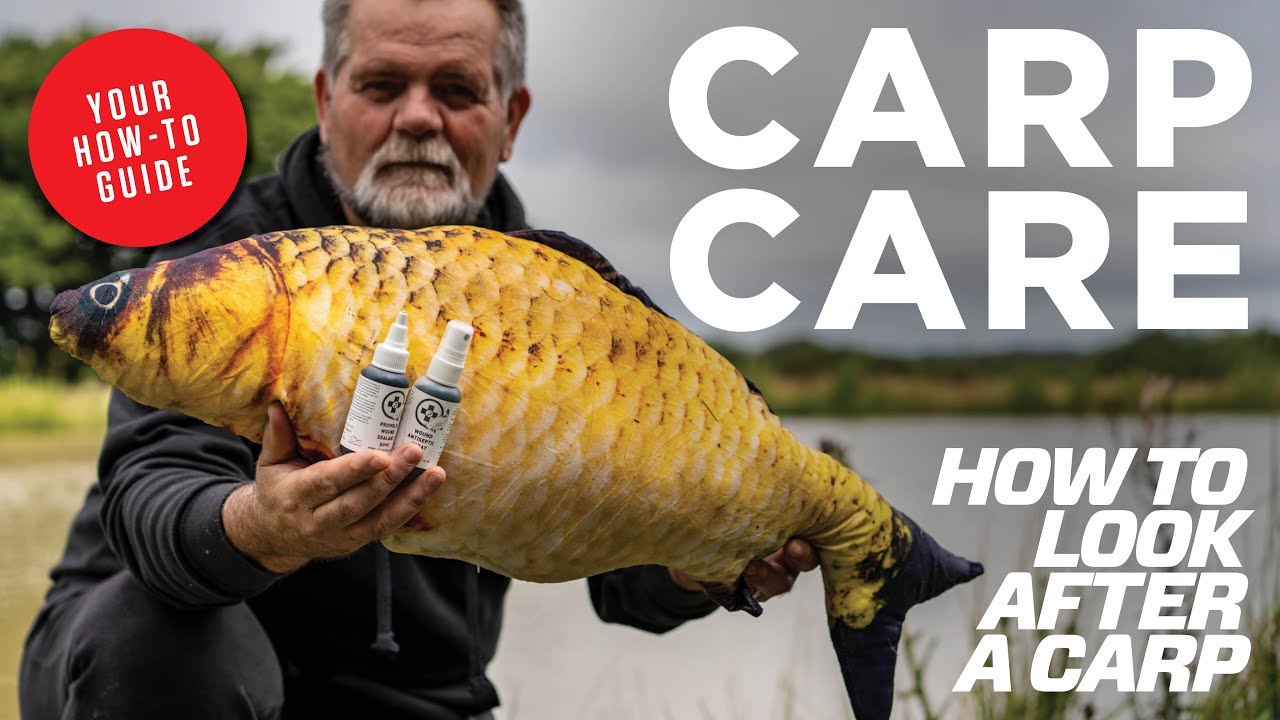 Carp keeping baits