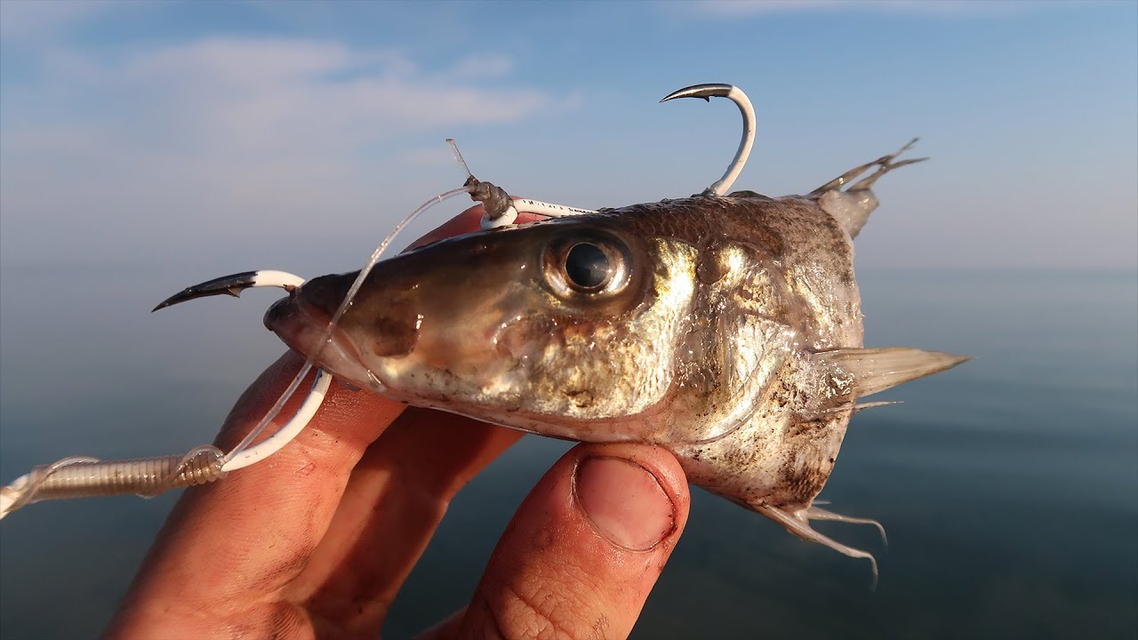 Essen Ikan Mas Terbaik yang Cocok untuk Pemancing Profesional