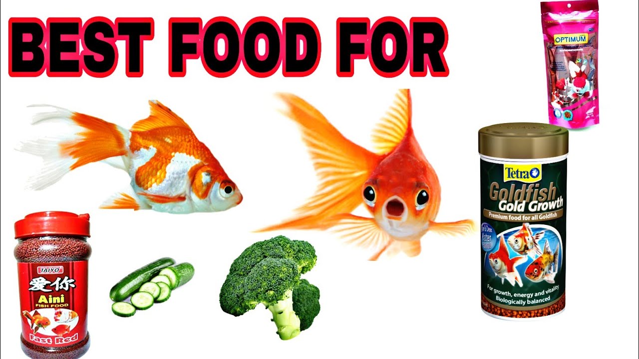 Food goldfish pond koi api fish chewy treats