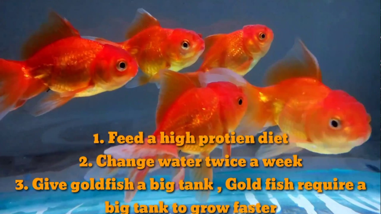 Goldfish care