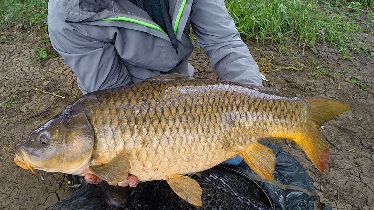 Cara Menggunakan Essen Ikan Mas Terbaik untuk Mancing di Sungai