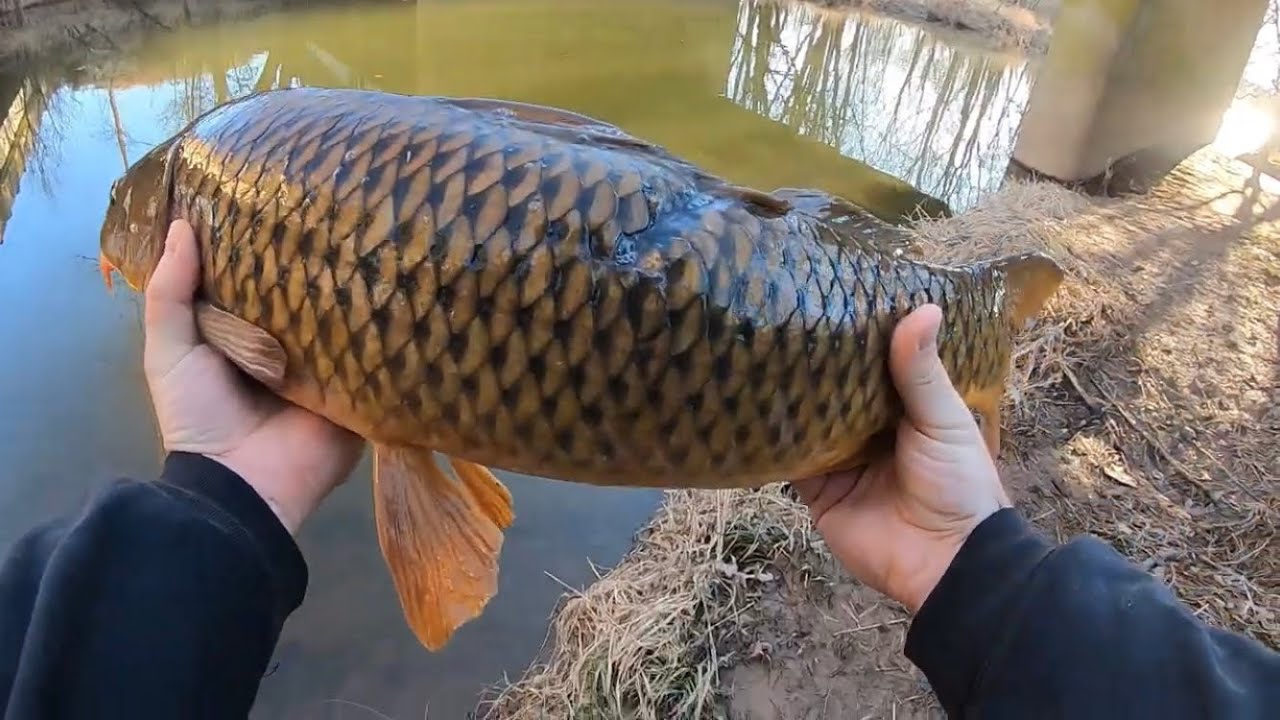 Fishing carp tips basic article