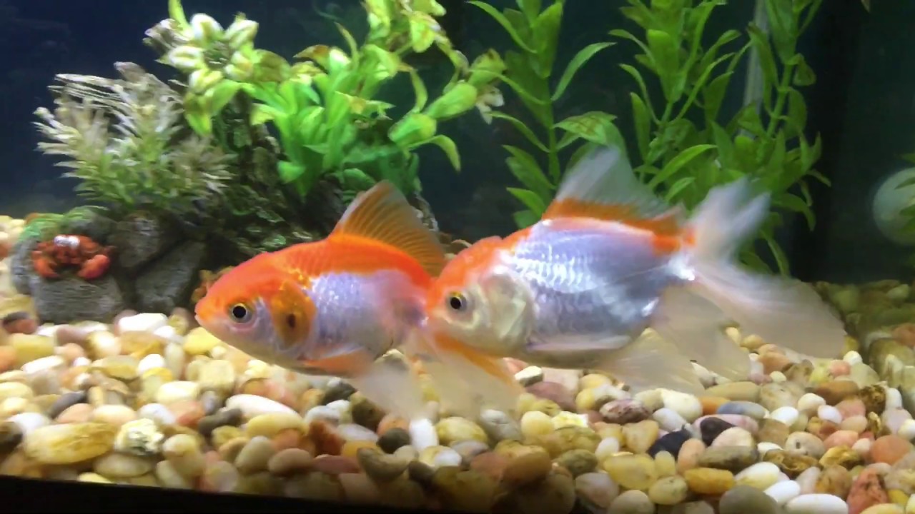 Goldfish grow