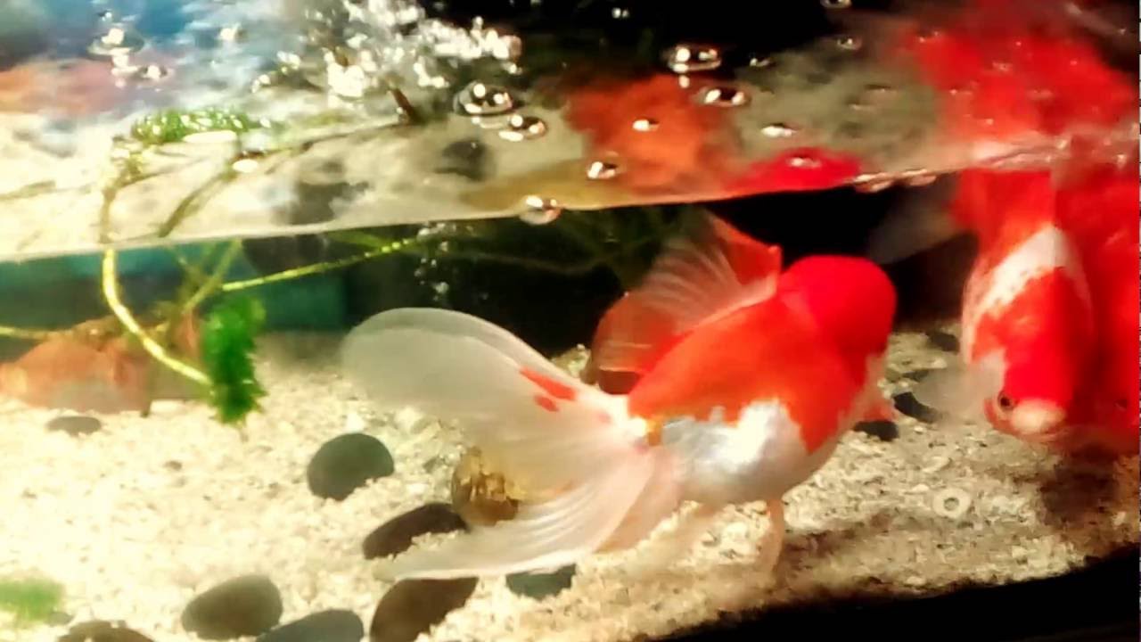 Goldfish tank mates buy wikihow step