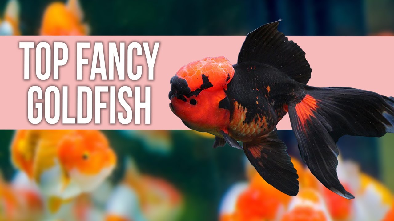 Goldfish feeding complete guide fish food tank world feed article