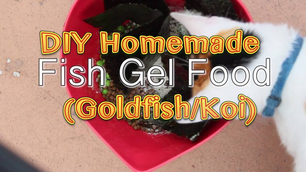 Food goldfish homemade gel diy fish koi choose board