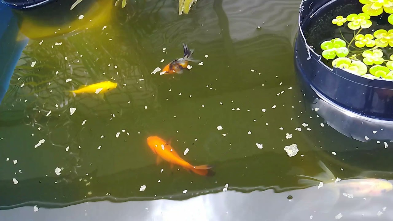 Essen mancing ikan mas untuk kolam harian