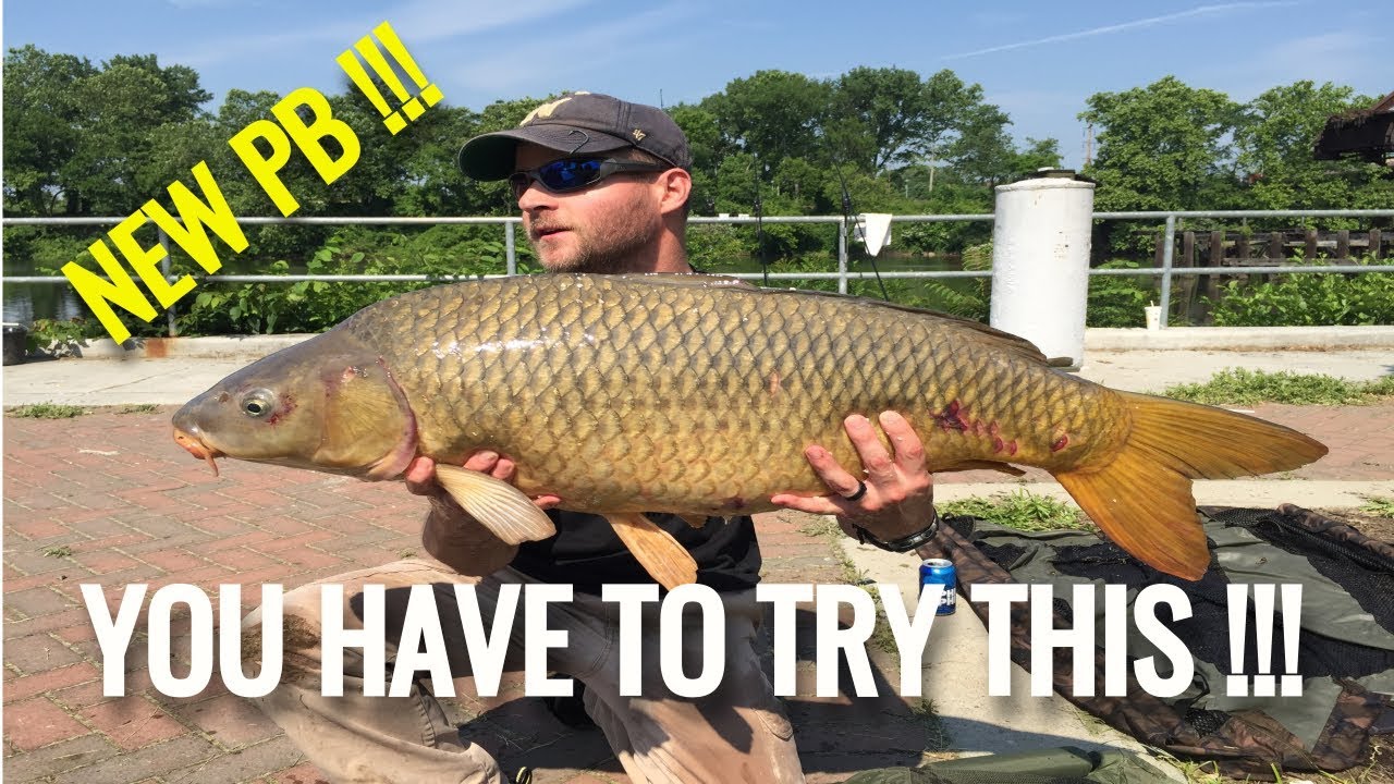 Carp bait massive catching