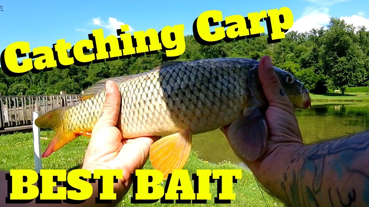 Carp method grass bait society american fishing