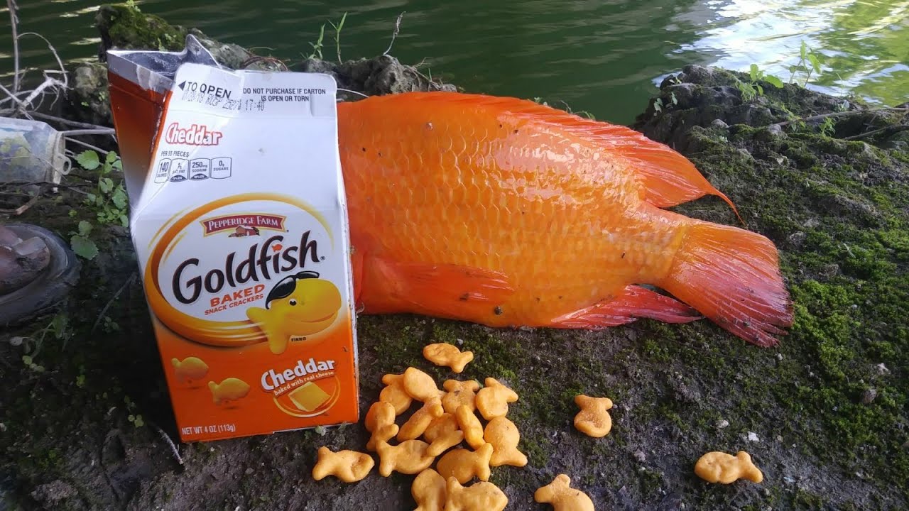 Goldfish mike monster catching